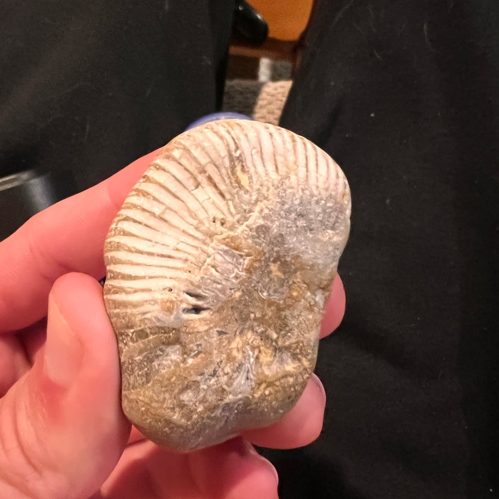 Ammonite Fossil (Authentic)